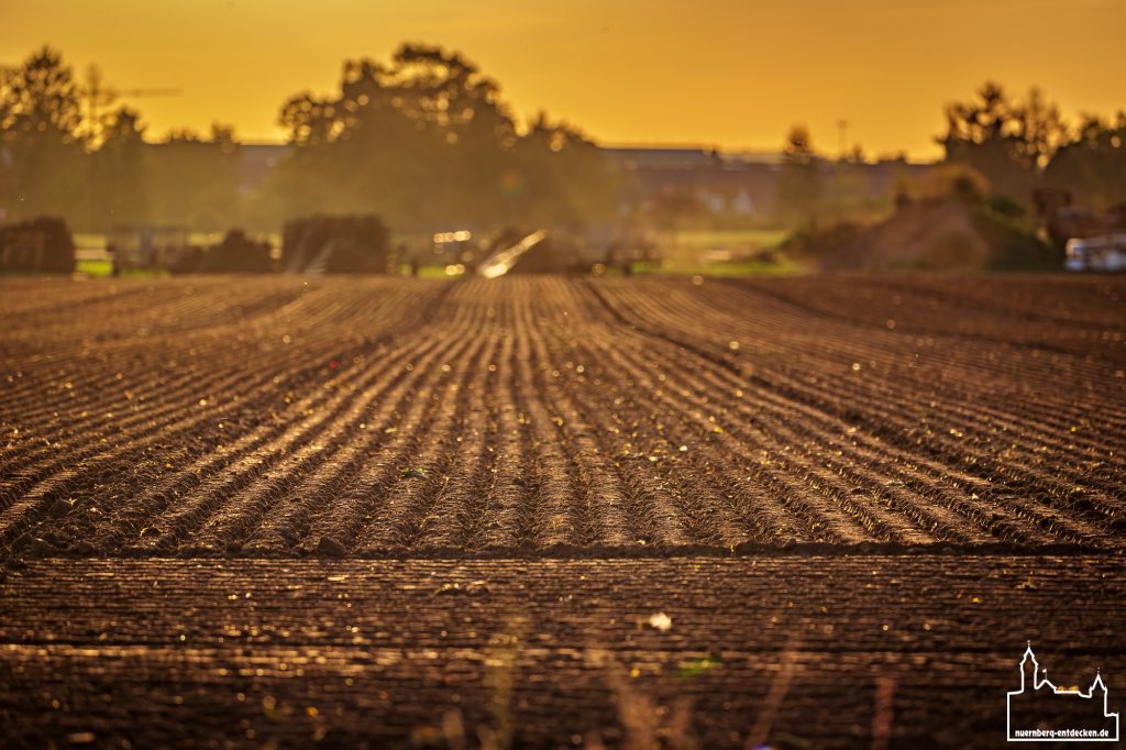 Felder im Knoblauchsland während des orangen Sonnenuntergangs - Foto: Ardan Füßmann