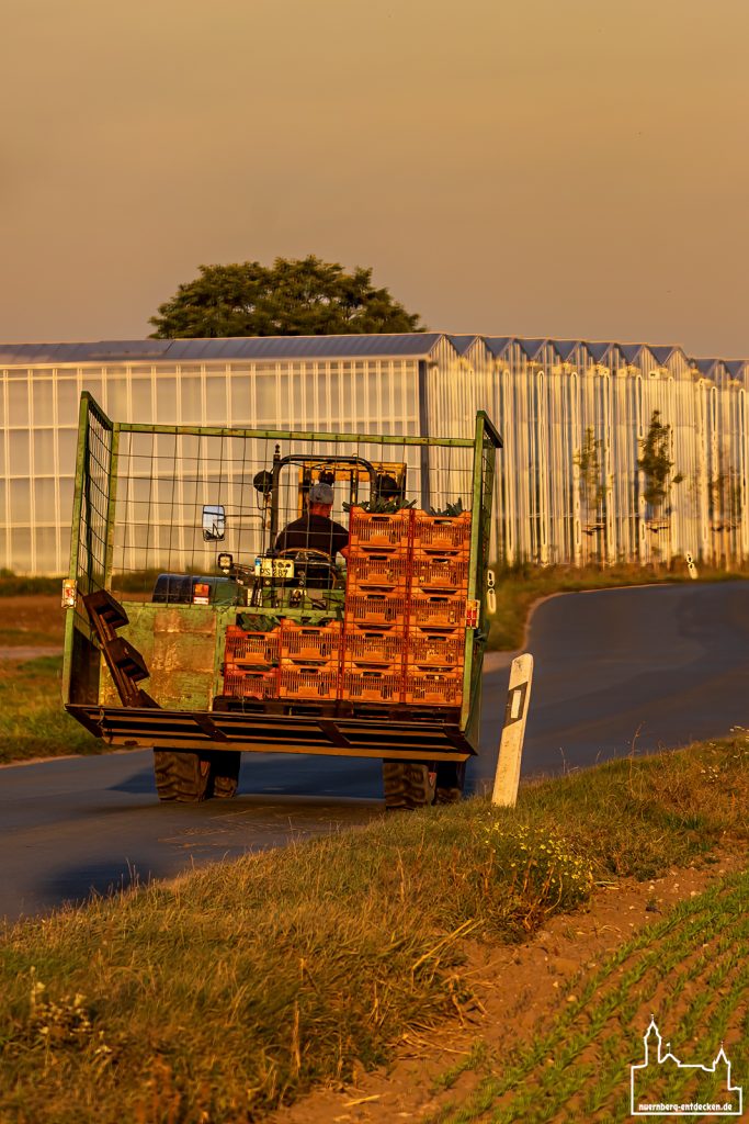 Landwirt beendet seinen Tag im Knoblauchsland und kehrt zu seinem Hof zurück - Foto: Ardan Füßmann