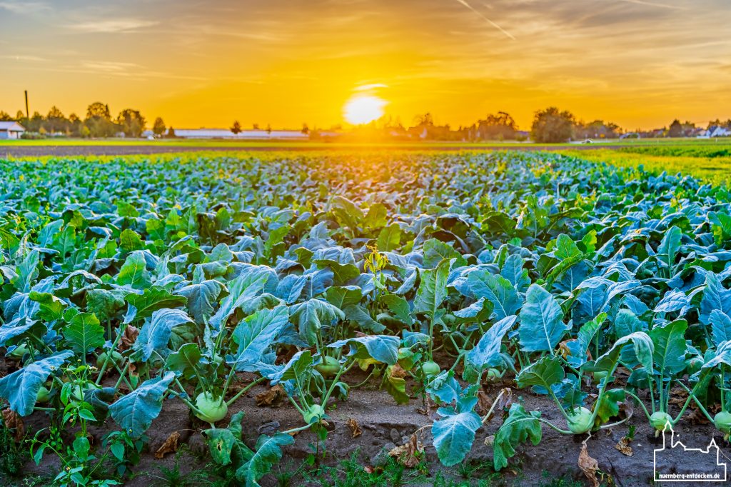 Kohlrabifeld im Knoblauchsland während des Sonnenuntergangs - Foto: Ardan Füßmann