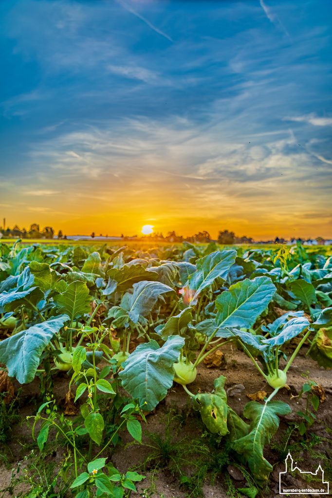 Kohlrabifeld im Knoblauchsland mit blau/orangenen Himmel - Foto: Ardan Füßmann
